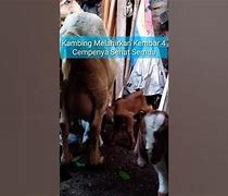 Kambing Melahirkan Kembar 9 Hari Ini